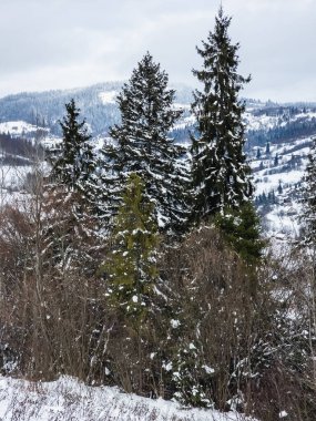 Güzel kış manzarası