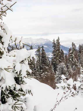 Kar - ağaçlar ve orman