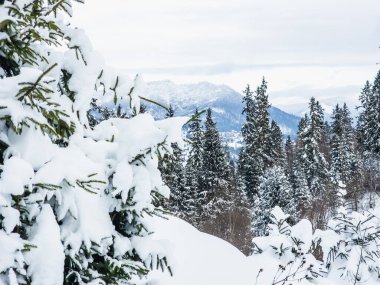 Karla kaplı ağaçlarla kaplı güzel kış manzarası