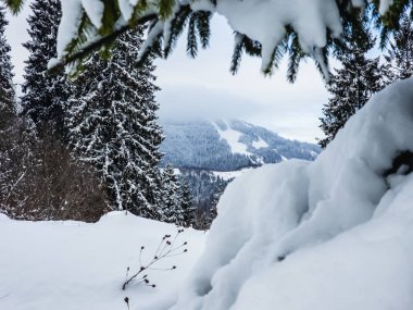 Kardaki kış manzarası, köknar ağaçları ve dağlar, Karpatlar