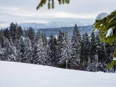 karla kaplı köknar ağaçları ve dağlar