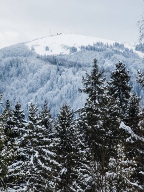 Karla kaplı ağaçlarla kaplı kış manzarası