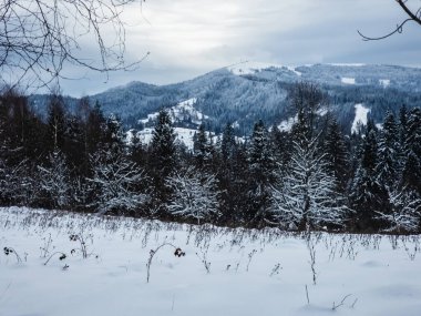 Orman Kış dağ manzarası kar ile kaplı