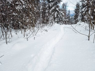 Dağlarda kış ormanı