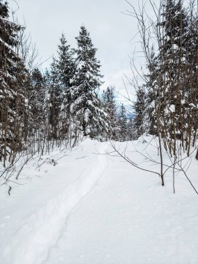 Kış ormanı karla kaplı