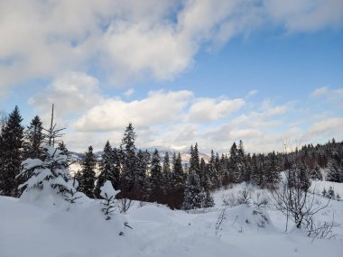 Karpatların dağlarında güzel karlı kış manzarası