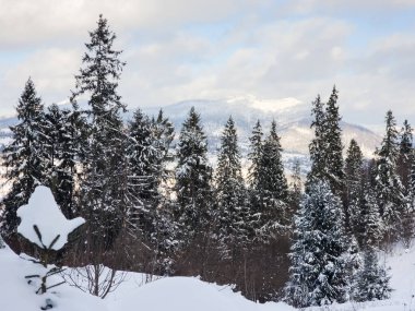 Dağlarda kış manzarası, beyaz karla kaplı köknar ağaçları.