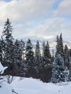 Karla kaplı ağaçlarla kaplı kış manzarası