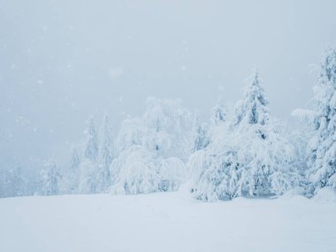 Ormanda kar ağaçları