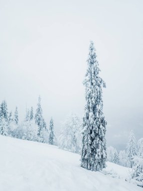 Kış manzarası. Ağaçlar kar kaplı.