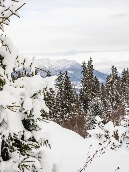 Kar - ağaçlar ve orman