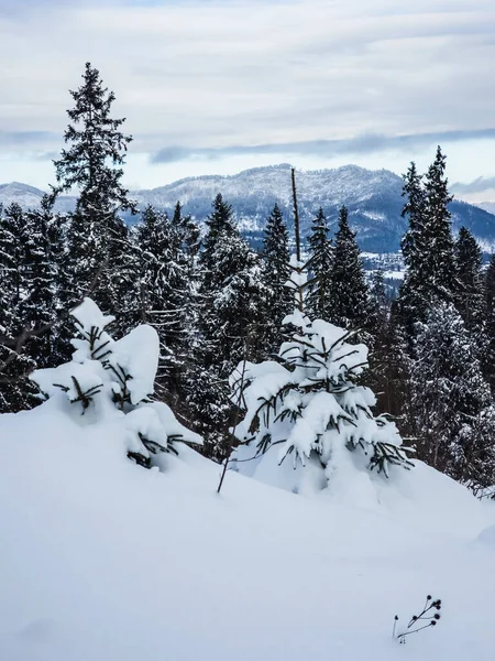 Dağlarda karla kaplı ağaçlarla kaplı karlı kış manzarası
