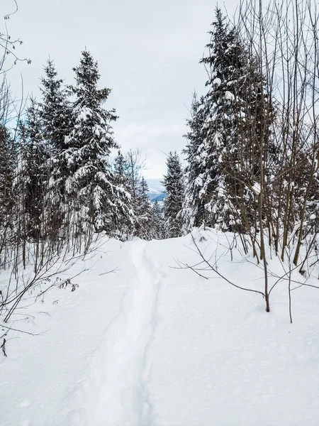 Kış ormanı karla kaplı