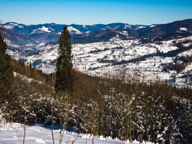 Ağaçlar ve karla kaplı kış manzarası