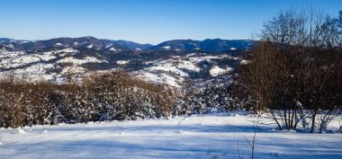 Ormanda karla kaplı ağaçlar
