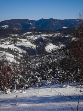 Karla kaplı ağaçlarla kaplı kış manzarası