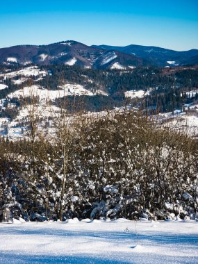 Karla kaplı ağaçlarla kaplı güzel kış manzarası