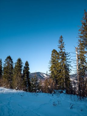 Kışın güzel snowy orman