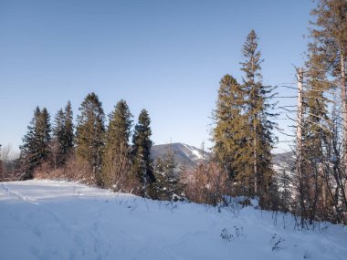 karlı köknar ağaçları ile kış manzarası