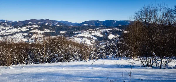 Ormanda karla kaplı ağaçlar