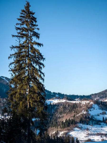 Kar ve ağaçlarla dolu güzel kış manzarası
