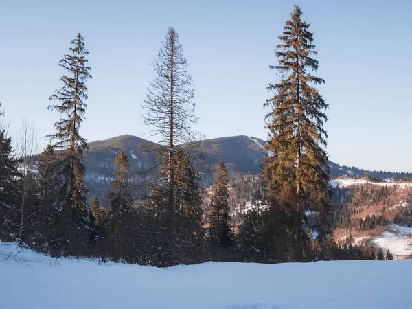 Karla kaplı ağaçlarla kaplı kış manzarası