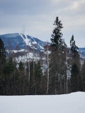 Karla kaplı ağaçlarla kaplı kış manzarası