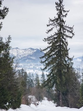 Karpat Dağları 'nda kış manzarası