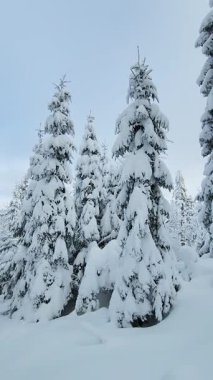 karla kaplı köknar ağacı