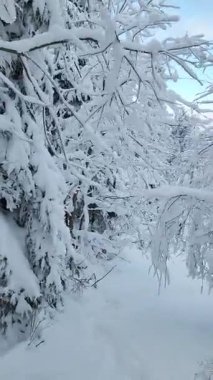 Kış ormanı karla kaplı.