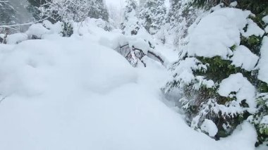 Karlı ormanın güzel bir görüntüsü