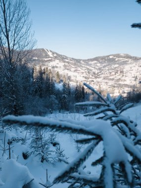 Kış ormanı karla kaplı