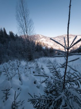 bir orman içinde kış