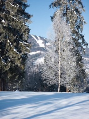 Karla kaplı ağaçlarla kaplı kış manzarası.