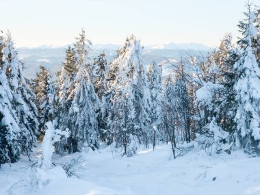 Karla kaplı ağaçlardan oluşan kış manzarası. Dağlarda Noel ağaçları.