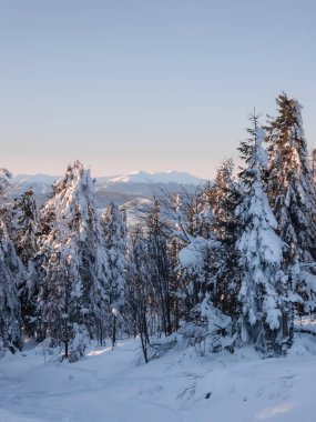Dağlarda karla kaplı ağaçlarla kaplı güzel bir manzara.