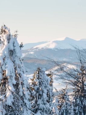 Dağlarda kış karları kaplı ağaçlar