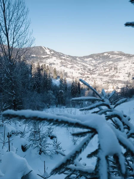 Kış ormanı karla kaplı