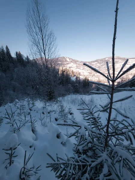 bir orman içinde kış