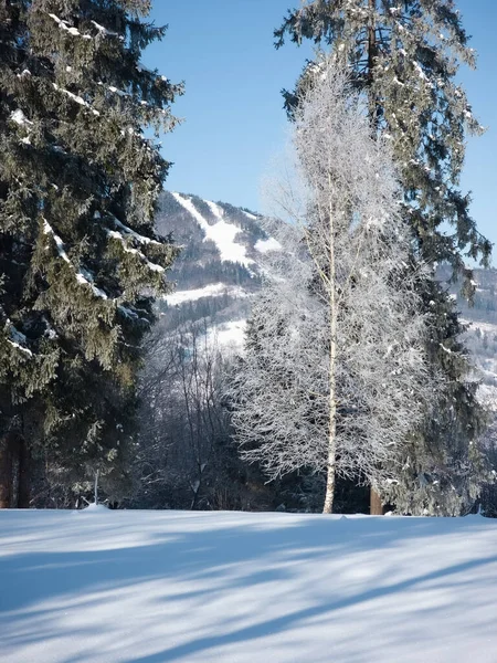 Karla kaplı ağaçlarla kaplı kış manzarası.
