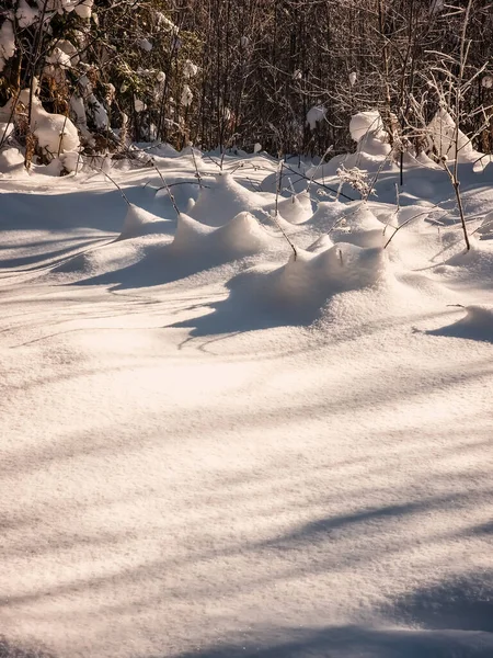 Kış manzarası. Karlı kış ormanı.