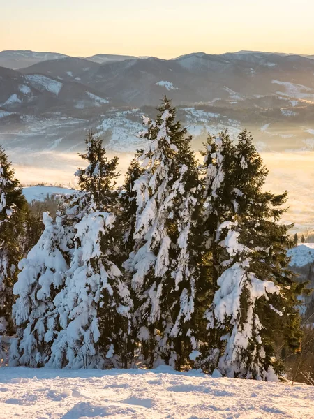 Karla kaplı ağaçlarla kaplı güzel kış manzarası
