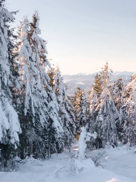 Köknar ağaçları olan karlı kış ormanı.