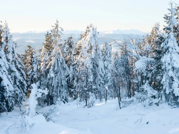 Karla kaplı ağaçlardan oluşan kış manzarası. Dağlarda Noel ağaçları.