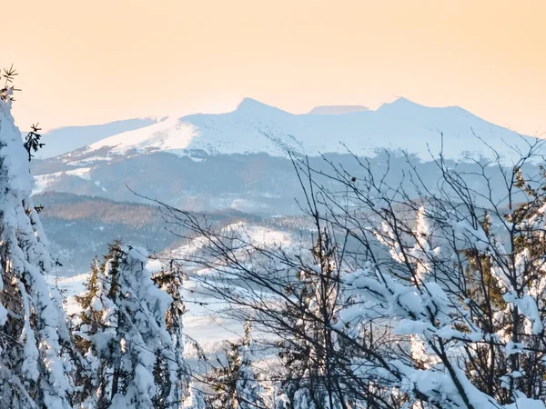 Karla kaplı ağaçlarla kaplı güzel kış manzarası