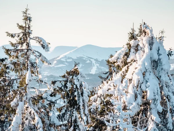 Karla kaplı köknar ağaçları ile güzel kış manzarası