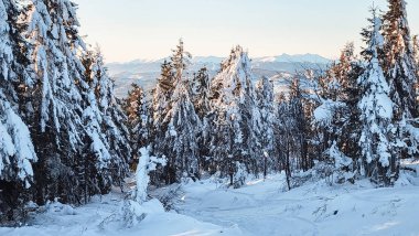 Karla kaplı köknar ağacıyla güzel kar manzarası