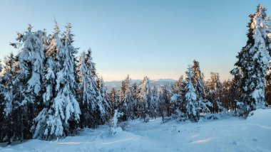 köknar ağaçları ve karla kaplı karlı kış dağları