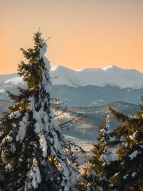 Karpat dağlarının kış manzarası, köknar ağaçları karla kaplı.