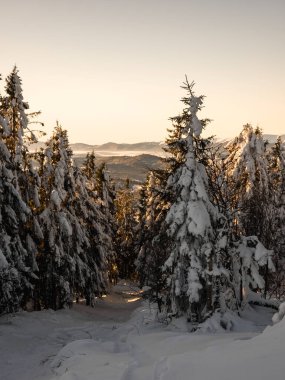 köknar ağaçları ve don ile kış dağları manzarası